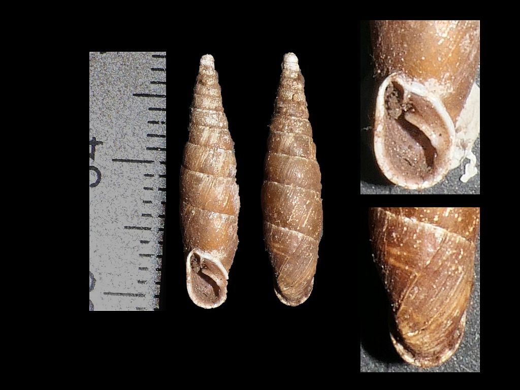 Clausiliidae dai Simbruini 7